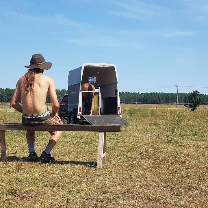 gideon_schroeder_pferde_Heide 2 gideon_schroeder_pferde_Heide 2