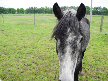 Frei mit dem Pferd arbeiten