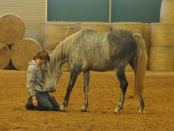 natural_horsemanship_ueber_gideon_schroeder natural_horsemanship_ueber_gideon_schroeder